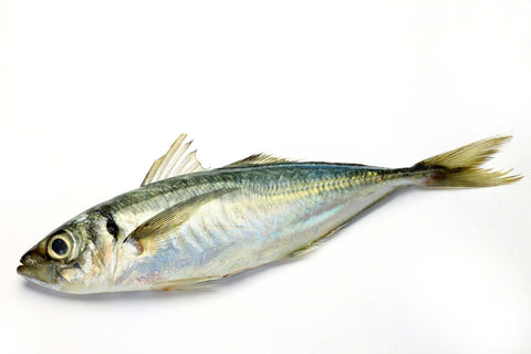 Maquereau surgelé Chinchard - Chili 4,99 $/lb