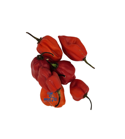 Piment habanero rouge