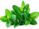 Feuilles de menthe fraîche
